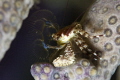   Porcelain crab night Barracuda Shoal Exumas  